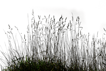 Tall Grass Png 1 Image - Tall Grass Silhouette Png