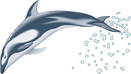 Clip Art - Pacific White Sided Dolphin 3d Png