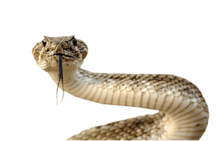 Snake Png Image Picture Download