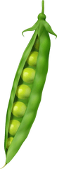 Peas Clipart Png