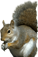 Banner Black And White Head Png For - Eastern Gray Squirrel Png