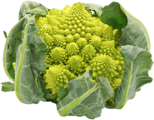 Romanesco Broccoli - Romanesco Broccoli Png