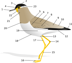 Glossary Of Bird Terms - Wikipedia Anatomy Of A Bird Png