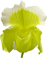 Iris Flower - Orchid Flower Png Image Hd Png Download Cattleya Orchids