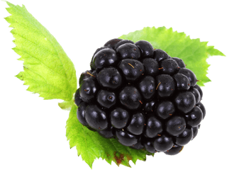 Blackberry With Leaves Png Image - Blackberries Leaf Png