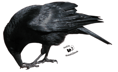 Crow Png Transparent Picture - Crows Eating Png