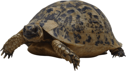 Turtle Png Images Free Download - Turtle Png