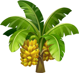 Banana Tree Png Photo Transparent Background - Banana Tree Images Hd