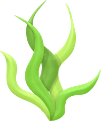 Download Algae Drawing Clip Art - Algas Png