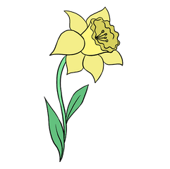 Daffodil Png Image With No Background