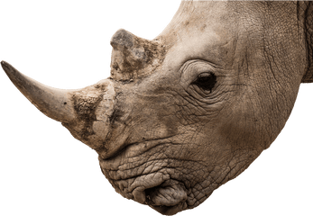 Rhino Head Png 6 Image - Rhino Horn White Background