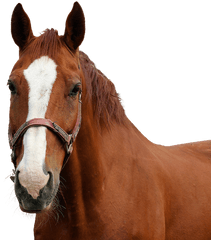 Caballo Cabeza De Aislado - Cabeza De Caballo Png