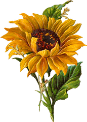 Sunflower - Flowerfreepngtransparentimagesfreedownload Vintage Sunflower Png