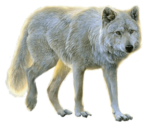 Ehite Walking Wolf Free Png Download Images - Wolves Transparent Background