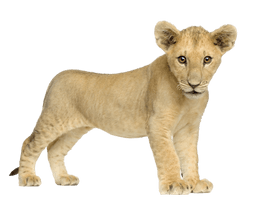 Lion Png Image Image Download Picture Lions