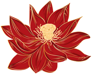 Chinese Hibiscus Flowers - Nymphaea Nelumbo Png