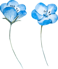 Watercolor Flowers Painting Hq Png - Watercolor Flower Vector Png