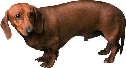 Download Free Png Background - Dogsdogtransparent Dlpngcom Fearful Dog