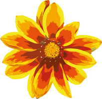 Gazania Clipart - Free PNG