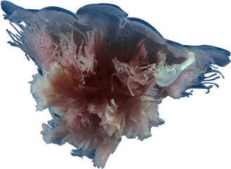 Home - Jellyfish Png