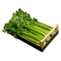 Celery Green PNG Free Photo