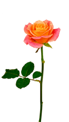 Background V50 Png 600x736 S Resolution Orange Roses - Orange Rose With Stem Png