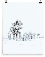 Snowy Joshua Tree U2014 Isley Reust - Tree Png