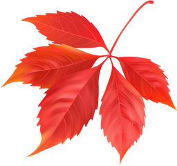 Download Maple Leaf Png Image For Free - Maple Leaf
