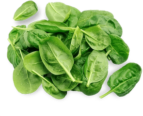 Download 3 - Spinach Png Image With No Background Pngkeycom Tatsoi