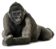 Gorilla Free Png Image