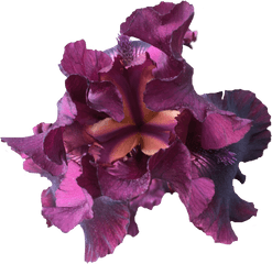 Download Iris Nature Purple Flower Exlineiris Beautiful - Cattleya Orchids Png