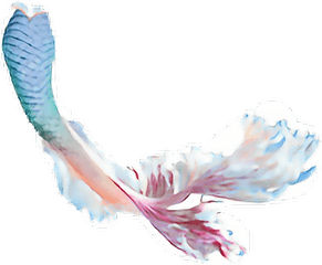 Mermaid Tail Transparent Background - Transparent Background Mermaid Tail Transparent Png
