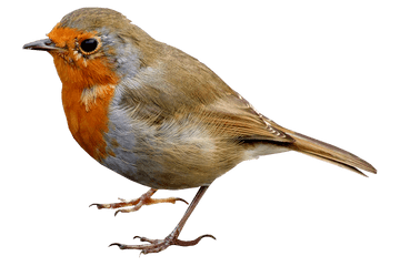 Hd Single Bird Png Transparent Image - Robin Bird Png