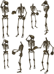 Skeletons Bones Skull Funny Humor Human - Skeletons Png