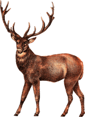 Reindeer Png Photos - Elk Clipart