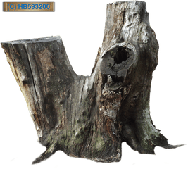 Download Hd Tree Stump - Old Tree Stump Png Transparent Png Dead Tree Stump Png