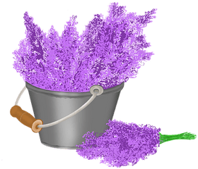 Free Fragrance Perfume Illustrations - English Lavender Png