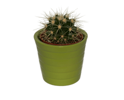 Cactus Prickle PNG Free Photo