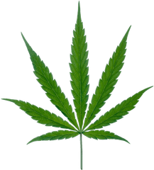 Download Weed Png - Weed Plant