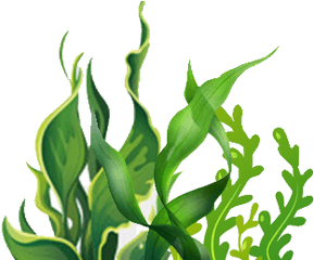 Seaweed Sri Lanka - Aquatic Plants Clipart Png