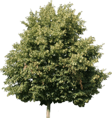 Linden Tree Cut Out Png Image - Linden Tree Png