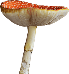 Mushroom Png Hd Image Free Download - Edible Mushroom