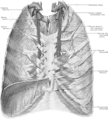 Grant 1962 407 - Internal Thoracic Artery Wikimedia Png