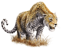 Leopard Download Png