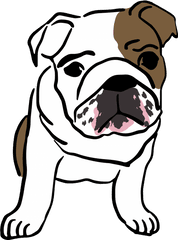 Survey Icon Questionnaire - Small English Bulldog Drawing Png