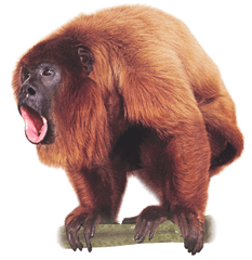 Transparent Background - Howler Monkey Png