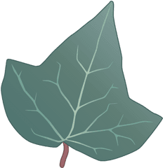 Download Ian Symbol Hedera Helix Leaf - English Ivy Leaf Png