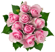 Pink Rose Flower Photos Bunch - Free PNG