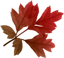 Autumn Png Leaf