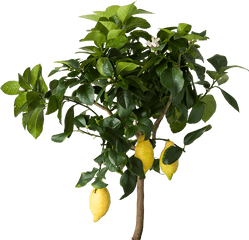 Png V - Lemon Tree Transparent Background